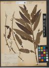 Foto von Salix triandra L. x Salix viminalis L.